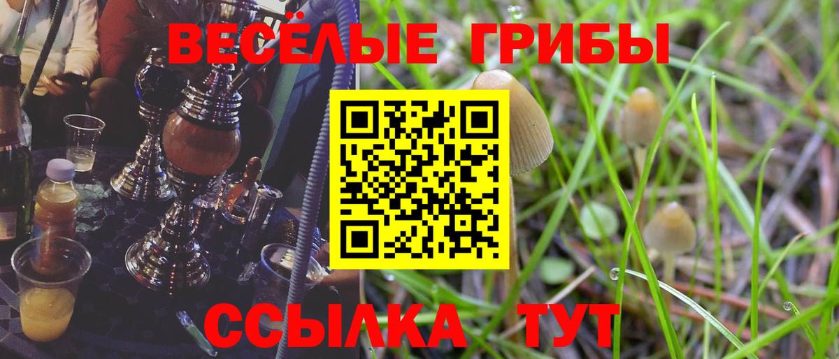 Псилоцибиновые грибы Cubensis Мценск